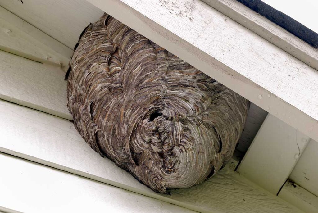 Pest Control photo from Adobe Stock