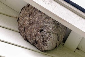 Pest Control photo from Adobe Stock