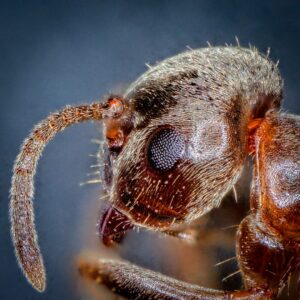 Close-up of a winged termite and a carpenter ant side by side on a textured wooden surface